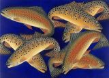 Brown Trout-Rainbow Trout1.jpg